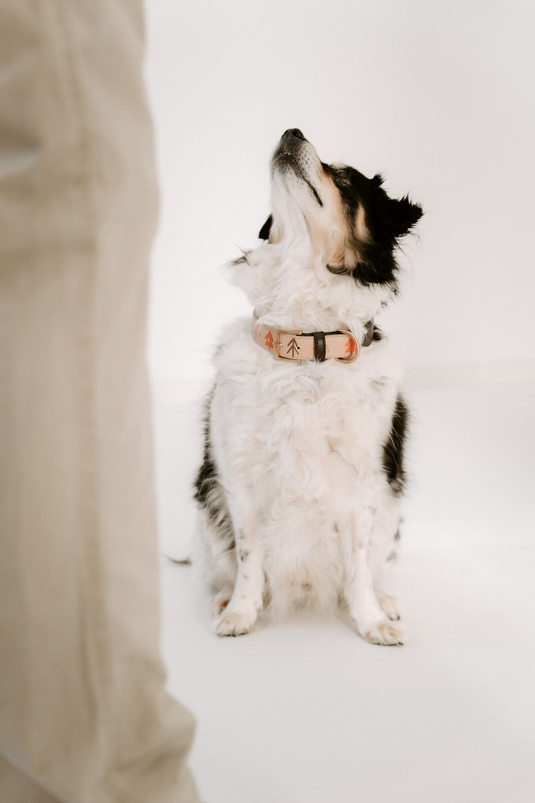 Halsband - Anyway the wind blows X Espresso Noir [Test Product]