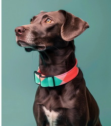 "Any way the wind blows"  Hundehalsband aus veganem Leder