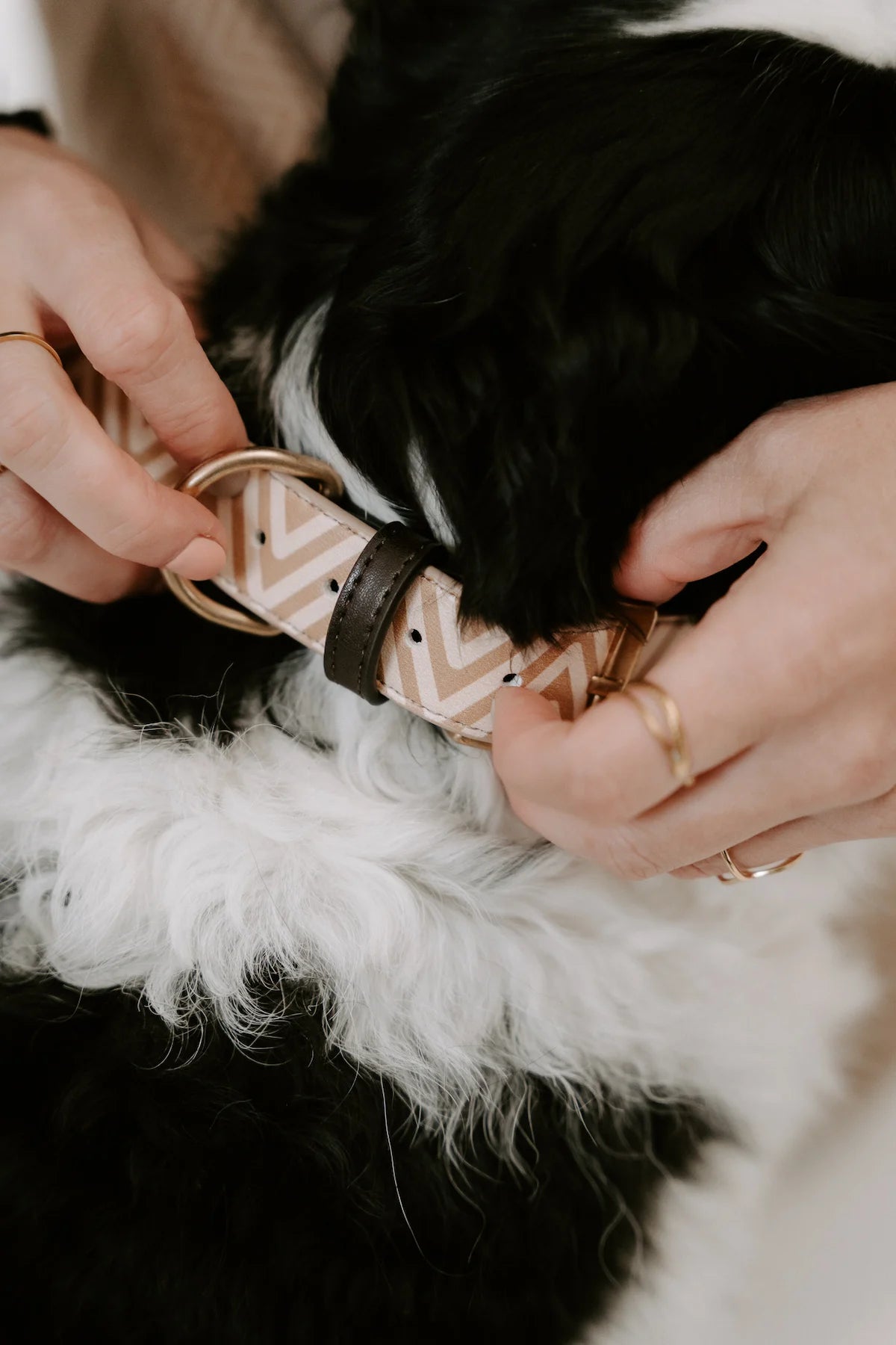 Design Hundehalsband aus veganem Leder – Easy come, easy go