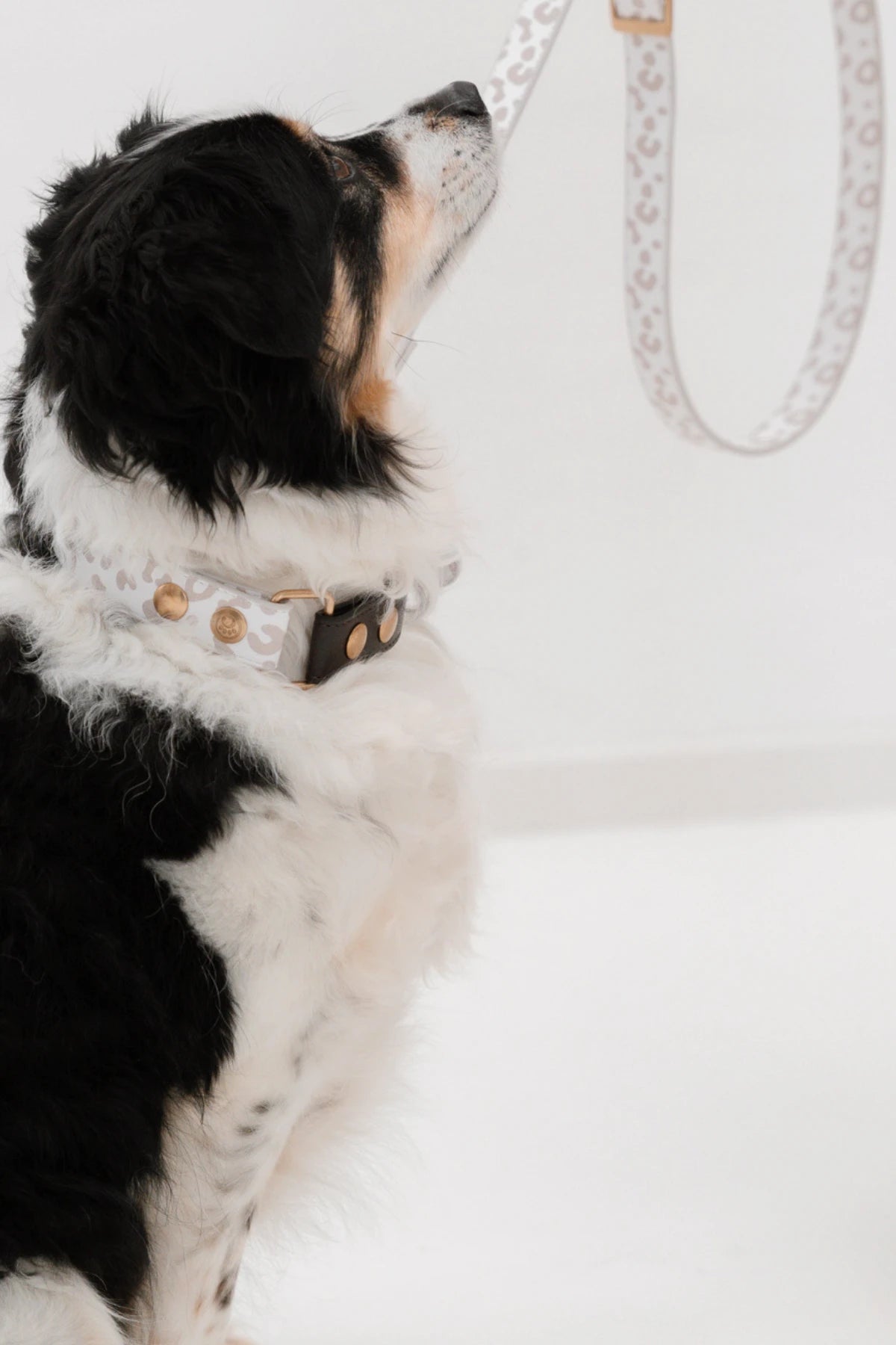 Design Hundehalsband aus veganem Leder – Magnifico-o-o-o