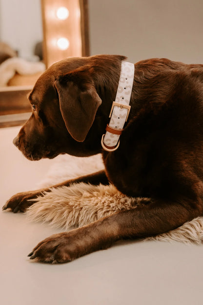 Design Hundehalsband aus veganem Leder – Magnifico-o-o-o