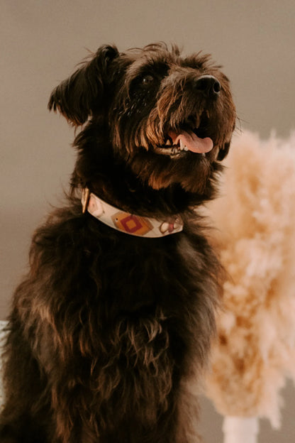 Design Hundehalsband aus veganem Leder – Scaramouche