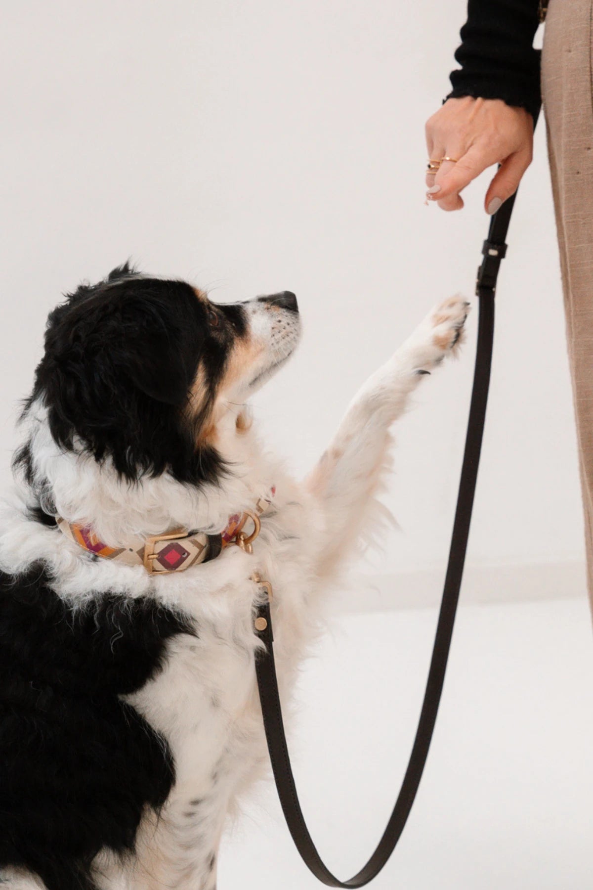 Design Hundehalsband aus veganem Leder – Scaramouche